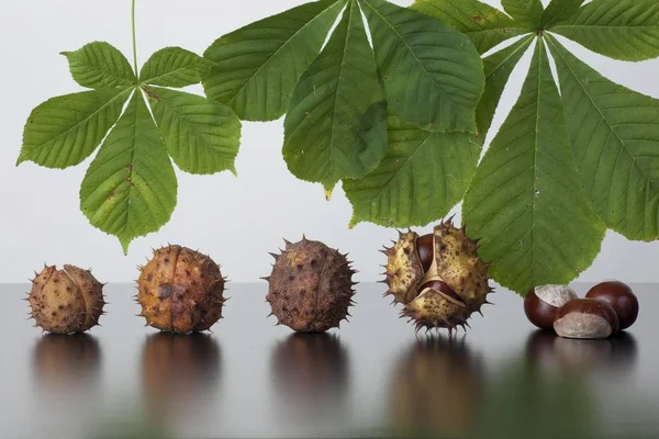 Castanhas Cavalo Aesculus Hippocastanum Folhas Frutos Com Sem Cápsula — Fotografia de Stock