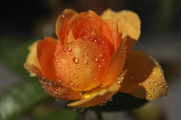 Rose Rosa Penutupan Fauna Alam — Stok Foto