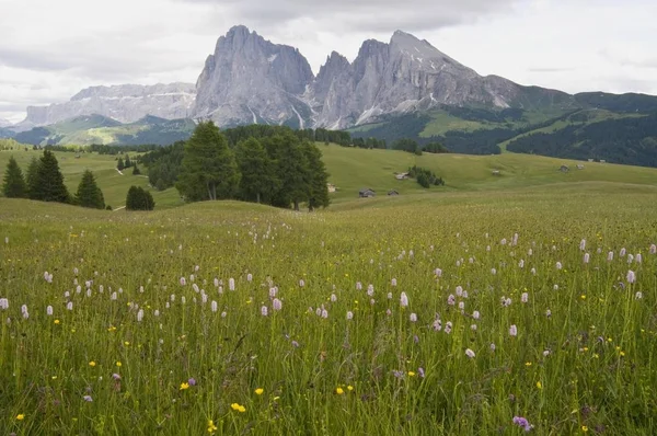 Belas montanhas e campo verde — Fotografia de Stock