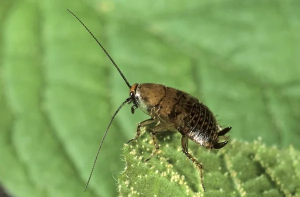 Close Forest Cockroach Ectobius Sylvestris Larva — Stock Photo, Image