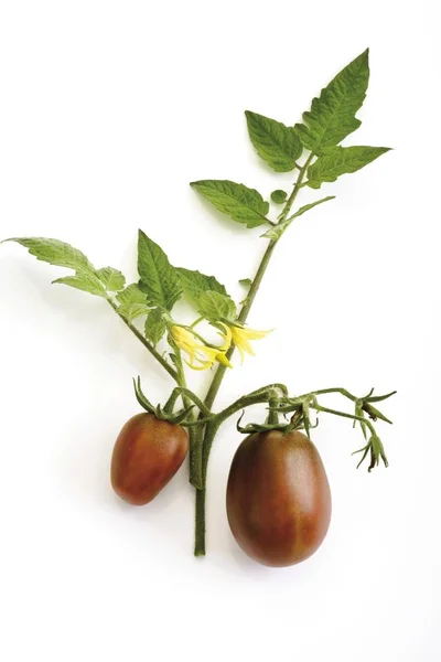 육즙 신선한 빨간 토마토 — 스톡 사진