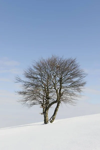 Fagus Sylvatica Boom Sneeuwlandschap Winterseizoen — Stockfoto