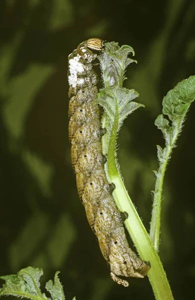 Piercing Hawkmoth — Stock fotografie