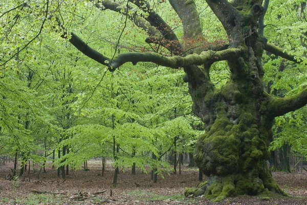 Oude Beuk Fagus Sylvatica Boom — Stockfoto