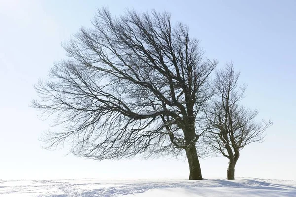 Fagus Sylvatica Árvores Floresta Paisagem Neve Estação Inverno — Fotografia de Stock