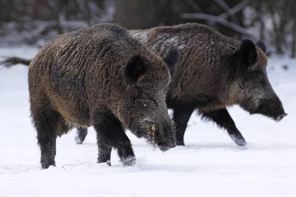 Świnie w dziki w śniegu — Zdjęcie stockowe