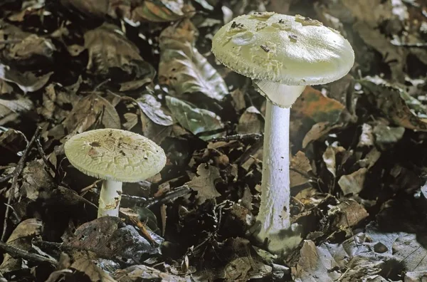 Falešné Smrti Čepici Nebo Citron Muchomůrka Amanita Citrina Houby — Stock fotografie