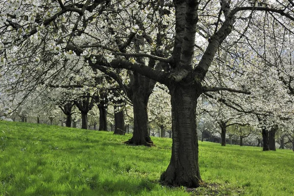 Flowering Cherry Trees Spring — Stock Photo, Image