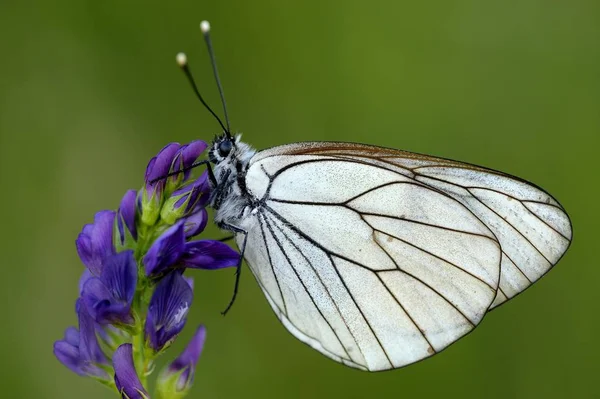 Siyah Damarlı Beyaz Aporia Crataegi Bir Çiçek — Stok fotoğraf