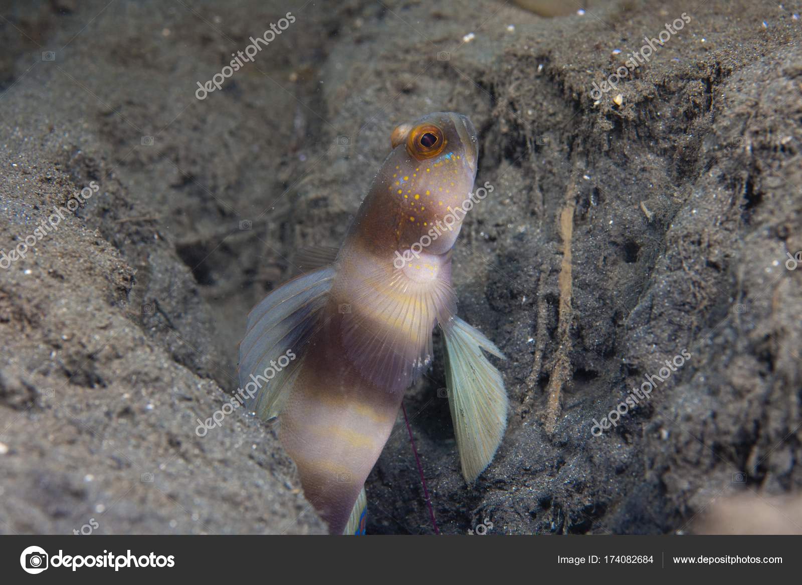 Giant Prawn Goby Amblyeleotris Periophthalmus Stock Photo by
