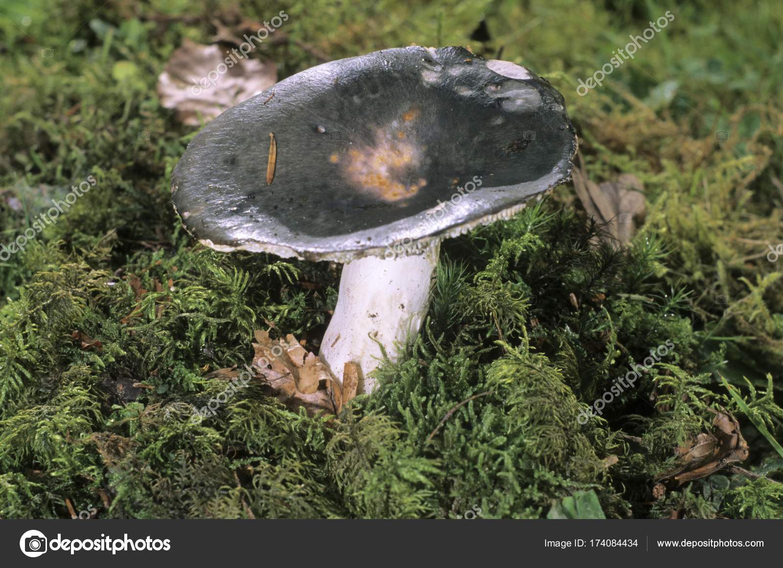 Charcoal Burner Mushroom Russula Cyanoxantha — Stock Photo
