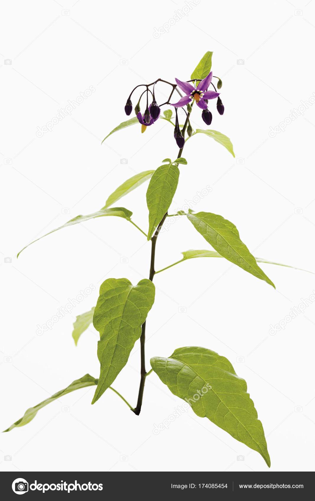 Pictures Bittersweet Bittersweet Nightshade Plant Solanum Dulcamara Isolated White Stock Photo C Imagebrokermicrostock