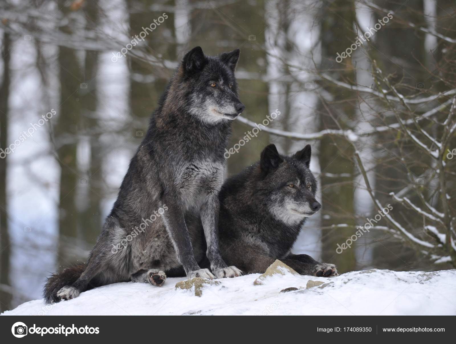 alaskan timber wolf