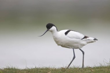 Avocet Avosetta recurvirostris bird clipart