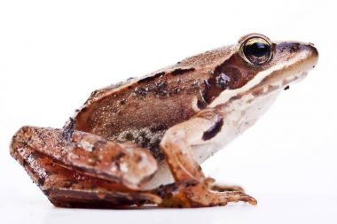 Common frog Rana temporaria isolated on white clipart
