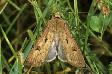 Heart and dart moth (Scotia exclamationis L.), female clipart