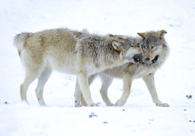 Mackenzie Valley Wolf, Alaskan Tundra Wolf or Canadian Timber Wolf in snow clipart