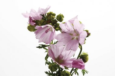 Wild Hollyhock flowers isolated on white clipart