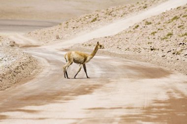 Vicugna (Vicugna vicugna) crossing a non-paved road, Los Flamencos Nacional Reserve, Atacama Desert, Antofagasta region, Chile, South America clipart