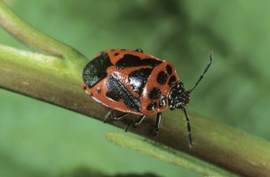 close up of Shield Bug (Eurydema dominulus) clipart