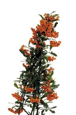Berries of the firethorn (Pyracantha) clipart
