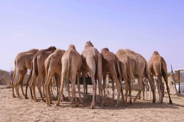 Eight camels standing at a watering place, seen from behind, desert near Abu Dhabi, United Arab Emirates, Middle East, Asia clipart
