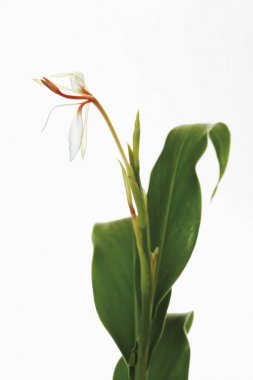 Spiked Ginger Lily, Sandharlika, Kapur kachri or Takhellei (Hedychium spicatum), medicinal plant clipart