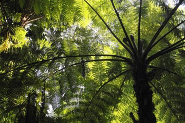 Soft tree fern, Man fern or Tasmanian tree fern (Dicksonia antarctica), Australia, Oceania clipart