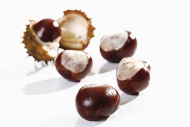 wild Horse Chestnuts, Aesculus isolated on white clipart