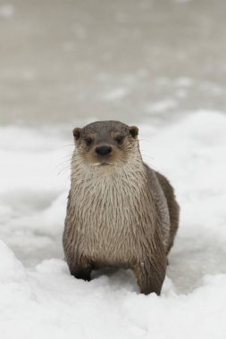 Otter Lutra lutra in winter clipart