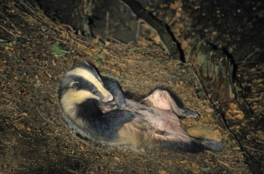 European badger (Meles meles), grooming its fur for parasites clipart