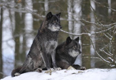 Canis lupus occidentalis, two wolves in the snow clipart