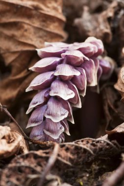 Common toothwort (Lathraea squamaria) clipart