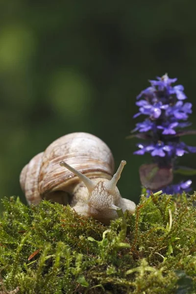 Roman Snail Green Moss Purple Flower — Stock Photo, Image