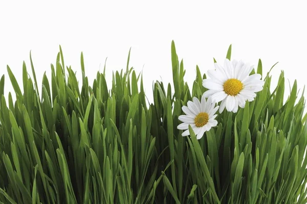 Été Marguerites Leucanthemum Fleurs Dans Champ — Photo