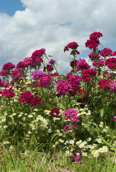 Campo Verano Con Flores Williams Dulces Margaritas —  Fotos de Stock