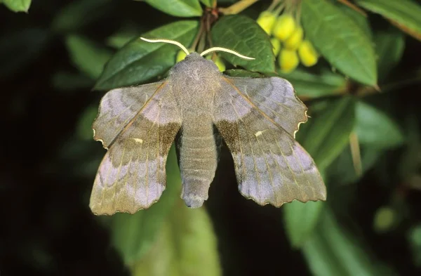 Detailní Záběr Topolu Hawk Moth Laothoe Populi — Stock fotografie