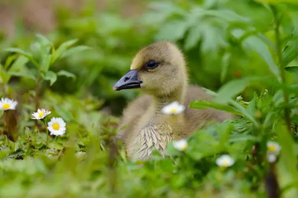 Милый Маленький Серый Гусь Anser Anse Gosling — стоковое фото