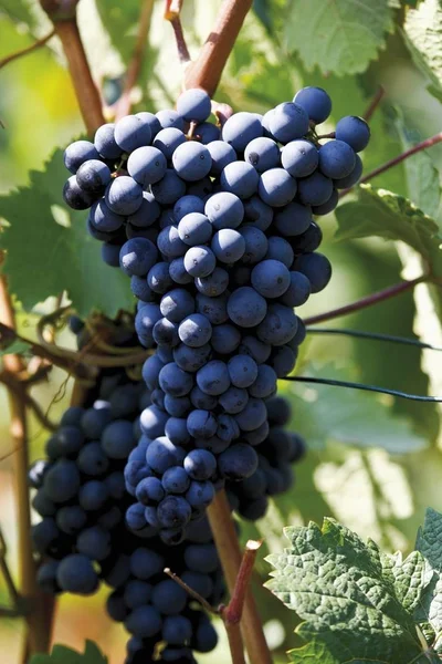 Vinos Con Vides Azules Luz Del Sol —  Fotos de Stock