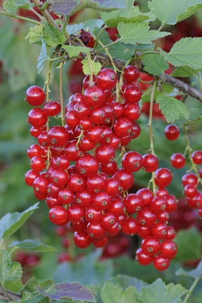 赤スグリの果実 Redcurrants リベス赤体穂 — ストック写真