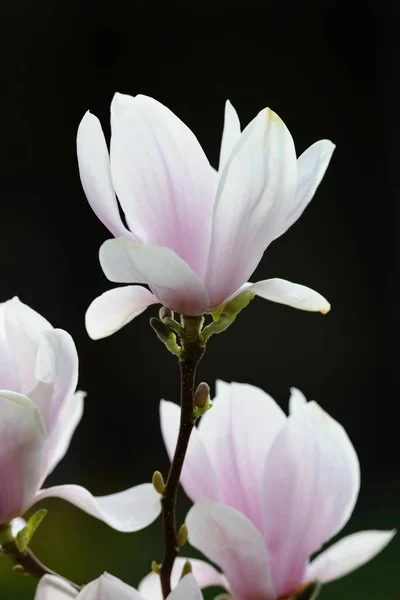 Flores Tulipán Magnolia Magnolia Soulangeana Amabilis —  Fotos de Stock