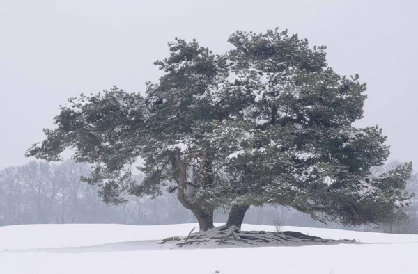 Pinheiro Velho Inverno Pinus Sylvestris — Fotografia de Stock