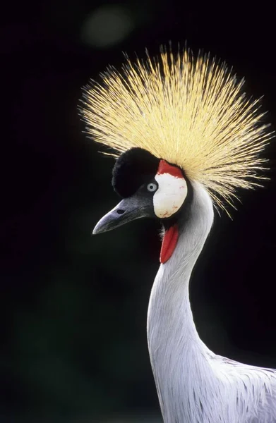 Black Crowned Crane or Kaffir Crane bird, Balearica pavonina
