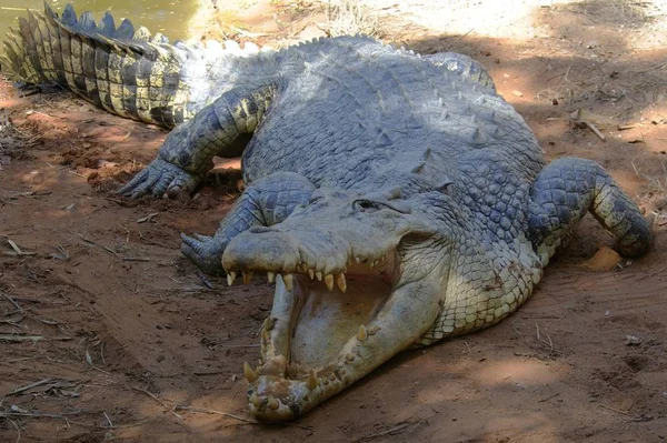 Zoutwaterteelt Estuariene Krokodil Crocodylus Porosus Australië Oceanië — Stockfoto
