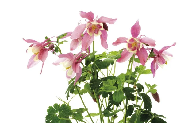 Colomine Aquilegia Vulgaris Pink — стоковое фото