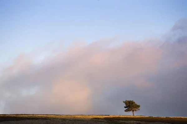 Eenzame Boom Horizon Landschap Een Avondrood — Stockfoto