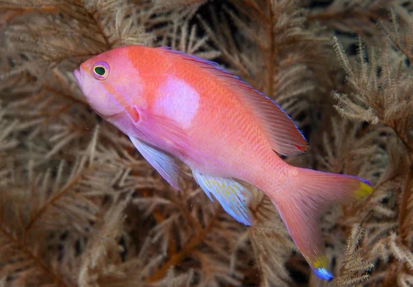 Squarespot Anthias 분홍색 사각형 Anthias 물고기 Pseudanthias Pleurotaenia 인도네시아 아시아 — 스톡 사진