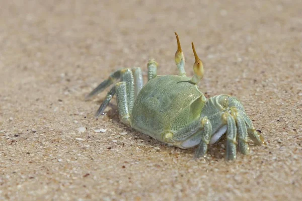 Crabe Sur Plage Seychelles Océan Indien Afrique — Photo