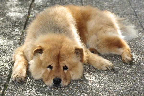 Een Mannelijke Chow Chow Hond Rustend Stenen Platen — Stockfoto