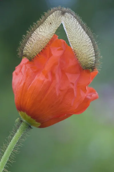 Papaver Papaver Rhaeticum Close Fauna Natuur — Stockfoto